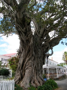 Morton Bay Fig Tree (planted between 1870 & 1886)